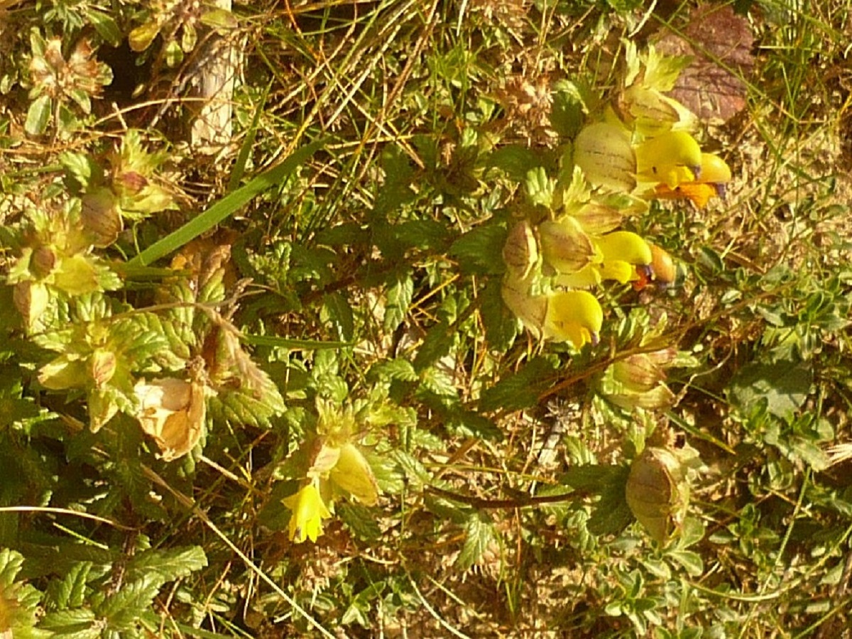 Rhinanthus pumilus (Orobanchaceae)